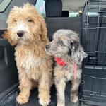 Camp Lucky Board and Train (Missouri) - photo 2