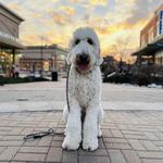 Camp Lucky Board and Train (Missouri) - photo 3