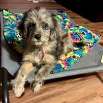 Camp Lucky Board and Train (Missouri) - photo 4