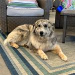 Camp Lucky Board and Train (Missouri) - photo 5