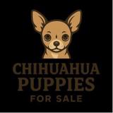 Potty Trained Chichuahua