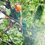 New Westminster Tree Service - Tree Services in New Westminster
