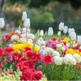 Ashi Homes and Gardens - Garden Services/Maintenance in Woodridge