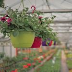 Ashi Homes and Gardens - photo 4