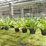 Ashi Homes and Gardens - photo 5