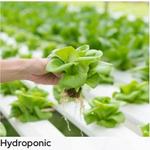 Ashi Homes and Gardens - photo 6