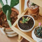 Ashi Homes and Gardens - photo 7