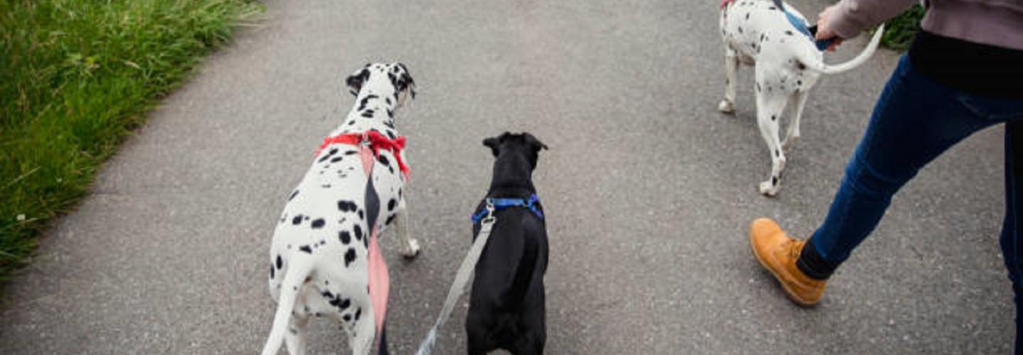 Pet Care Club of Ames cover photo