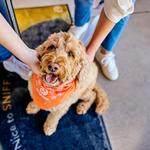 Dogtopia of Madison West - photo 6