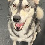 Dogtopia of Madison West - photo 9