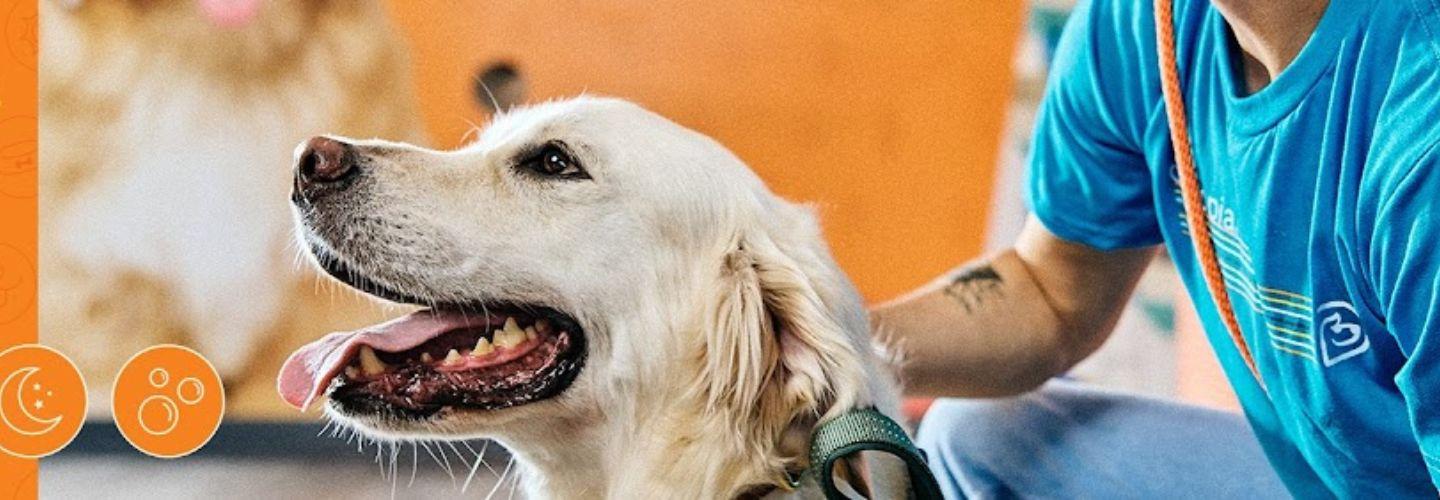 Dogtopia of Limerick cover photo