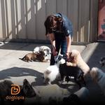 Dogtopia of Limerick - photo 1