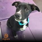 Dogtopia of Limerick - photo 2