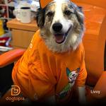 Dogtopia of Limerick - photo 3