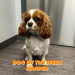 Dogtopia of Limerick - photo 7