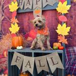 Dogtopia of Limerick - photo 8