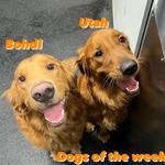 Dogtopia of Limerick - photo 9