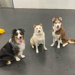 Dogtopia of Limerick - photo 10