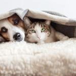 XCura Vet: Mobile Vet in Perth - photo 2