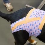 XCura Vet: Mobile Vet in Perth - photo 3