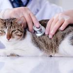 XCura Vet: Mobile Vet in Perth - photo 4