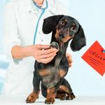 XCura Vet: Mobile Vet in Perth - photo 5