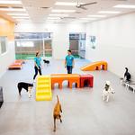 Dogtopia of Katy - photo 1