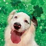 Dogtopia of Katy - photo 3