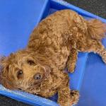 Dogtopia of Katy - photo 4