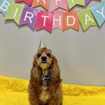 Dogtopia of Katy - photo 5