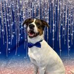 Dogtopia of Katy - photo 6