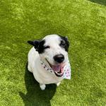 Dogtopia of Katy - photo 8