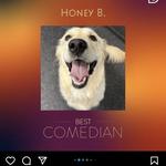 Dogtopia of Katy - photo 10