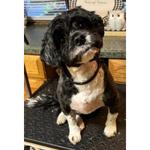 House Call Cat & Dog Grooming By Susan - photo 1
