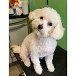 House Call Cat & Dog Grooming By Susan - photo 2