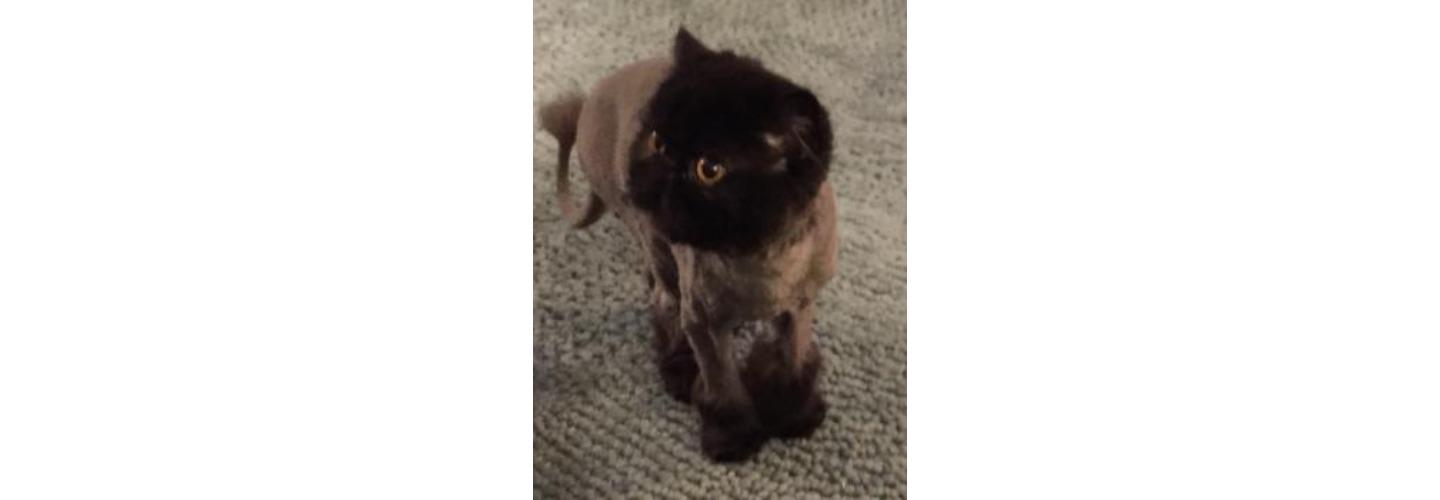 House Call Cat & Dog Grooming By Susan cover photo