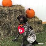 Dogtopia of Mechanicsburg - photo 3