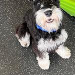 Dogtopia of Huntsville - Madison - photo 1