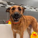 Dogtopia of Huntsville - Madison - photo 3