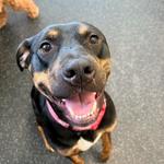 Dogtopia of Huntsville - Madison - photo 5