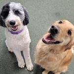 Dogtopia of Huntsville - Madison - photo 6