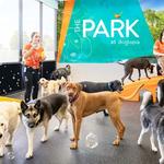 Dogtopia of Huntsville - Madison - photo 7