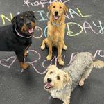 Dogtopia of Huntsville - Madison - photo 8