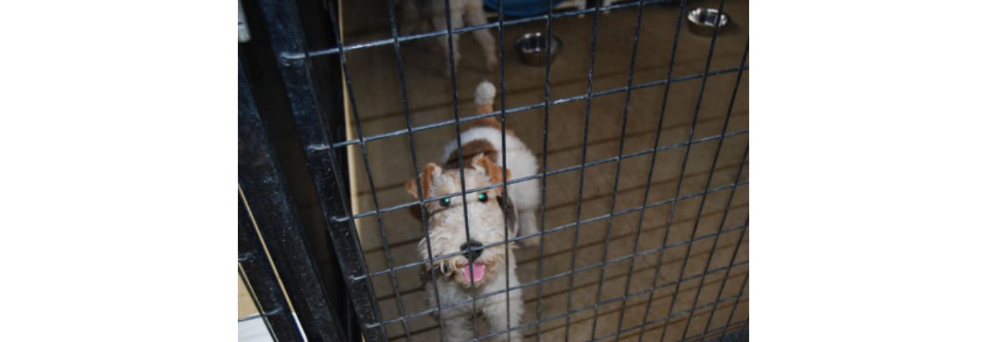 Rocky Canyon Kennels cover photo