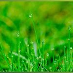 Weed Pro Lawn Care - photo 1