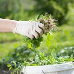 Weed Pro Lawn Care - photo 2