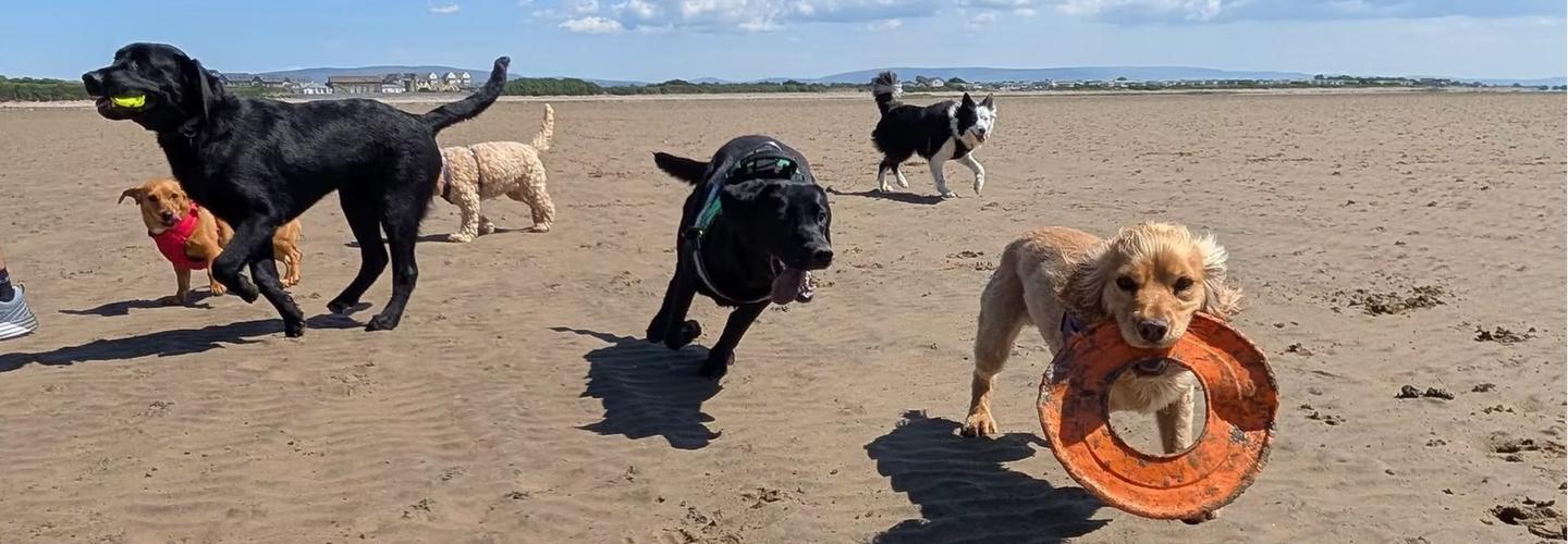 Pick Up The Paws cover photo