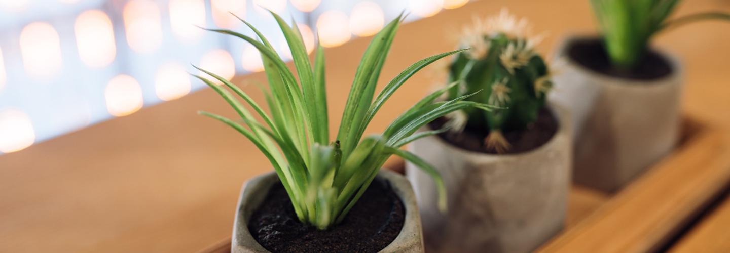 Shades of Green cover photo