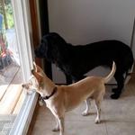 Hotel K Pet Sitting & Dog Walking - photo 1