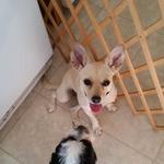 Hotel K Pet Sitting & Dog Walking - photo 2